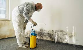 Best Commercial Mold Inspection in Mapleton, MN