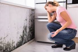 Professional Mold Removal in Mapleton, MN